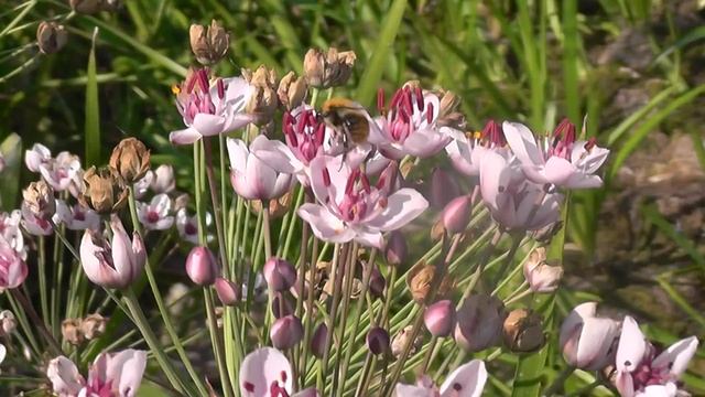 Бабочка,сусак,шаги смотреть онлайн