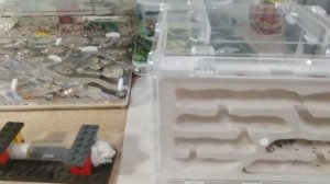 Кормим все колонии белком.