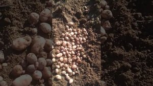 Познакомьтесь,сорта ароза и королева анна