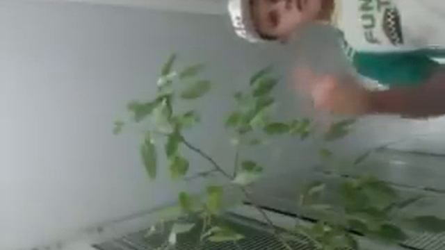 сын гуфа!!! .mp4 смотреть онлайн