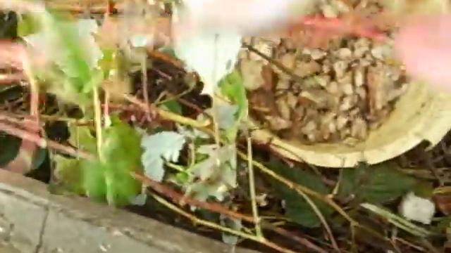 Козы на сельском подворье\Часть 1. смотреть онлайн