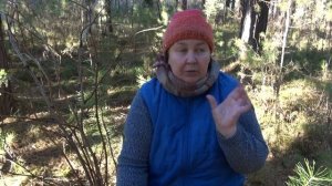 ДИКАЯ МАЛИНА || Полезные свойства и применение