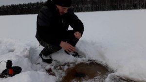 Как поймать налима зимой. Как ловить налима на жерлицы. Глухозимье.