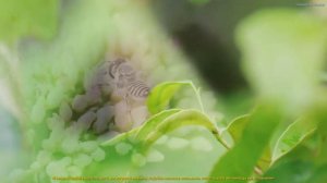 Самая красивая мелодия на свете! Эту музыку можно слушать вечно! красивая музыка Сергей Грищук #21