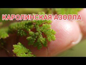 КАРОЛИНСКАЯ АЗОЛЛА.СОДЕРЖАНИЕ В АКВАРИУМЕ