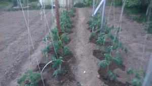 Высадка томатов в грунт по системе Митлайдера. Growing on the system of Meatleider.