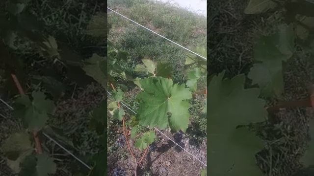 Каберне совиньон поселок Каменоломни 22 августа 2021 года смотреть онлайн