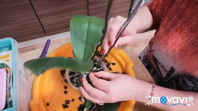 #Думала шея гниёт, а теперь и не знаю?! 🤔10.01.21 смотреть онлайн