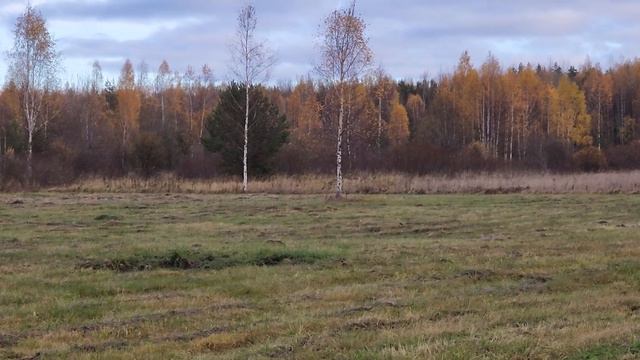 Скорость и дальность поиска охотничьего веймаранера. 4 года смотреть онлайн