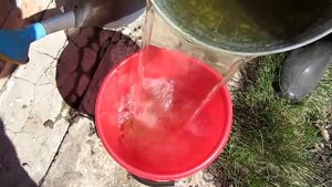 ЧЕСНОК от А до Я! ВАЖНО! Первая подкормка и обработка