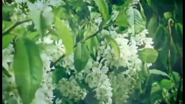 Песня Света (music by Sri Chinmoy)
