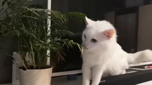 Кот кушает землю