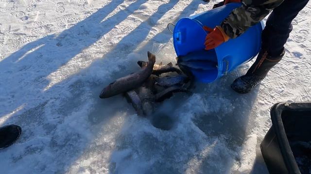 Бешеный клёв форели, рыбалка близ Алматы, озеро вдали от жен, форель порадовала нас отличным клёвом смотреть онлайн