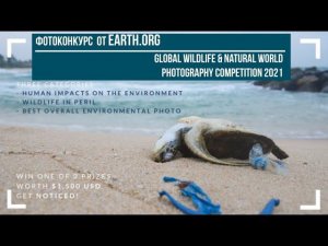 фотоконкурс  от Earth.Org / Global Wildlife & Natural World Photography 2021 / Deadline: 2021.04.04