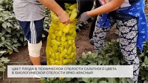 Сладкий перец Навара F1
