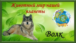Животный мир нашей планеты.  Волк