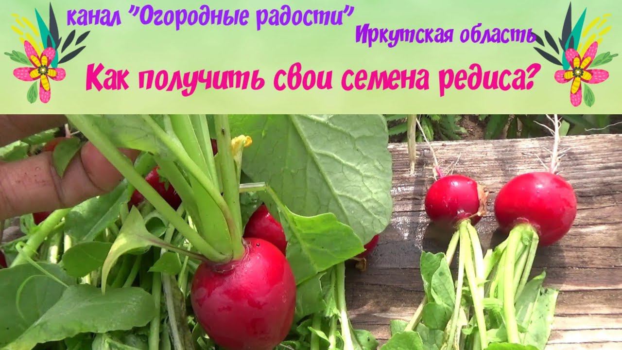 Как получить свои семена редиса?