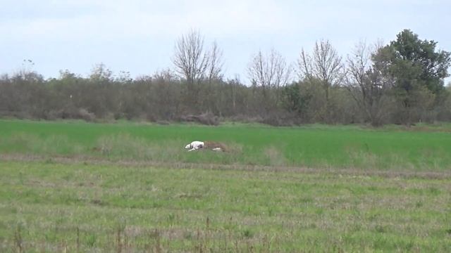 Охота с борзыми,грейхаундами на зайца русака смотреть онлайн
