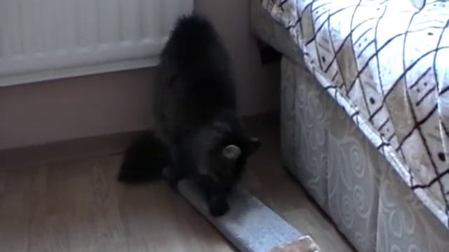 Квентин и когтеточка смотреть онлайн