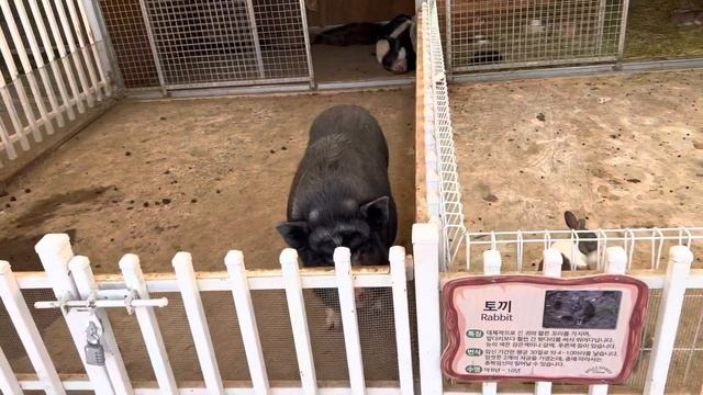 VLOG•|•Джек гоняет овец•|•Прогулка по Корее смотреть онлайн