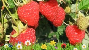 Малина ремонтантная Элегантная ? Обзор: посадка и уход. крупномеры малины: описание и особенности