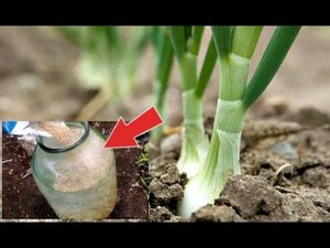 Подкормите этим лук в мае июне и увидите каким огромным он вырастет! Чем подкормить лук?