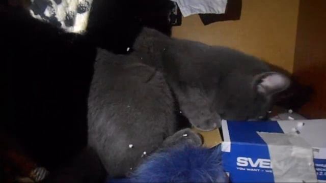 Кот в пенопласте