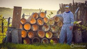 Добыча бортевого мёда в Башкортостане