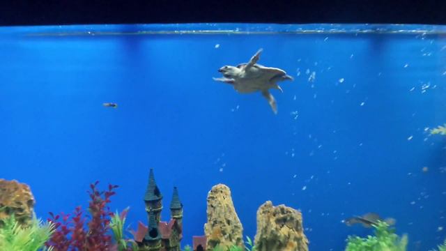 Риф парк молл апорт смотреть онлайн