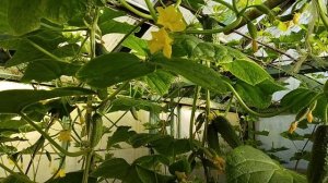 Выращивание огурцов Хрустик в один побег на небольшом участке в теплице на 22.07.23. Сбор урожая