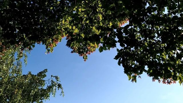 14 августа.МЕДОВЫЙ СПАС. Народные традиции и приметы праздника