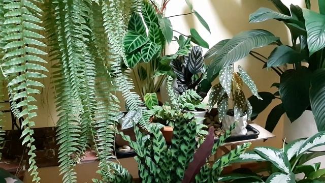 Джунгли в квартире. Мои калатеи или ....бес попутал. смотреть онлайн