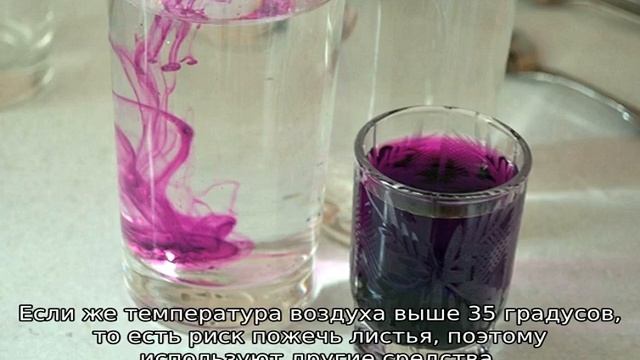 Мучнистая роса на розах
