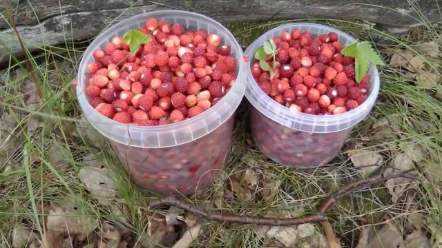 Собранная земляника