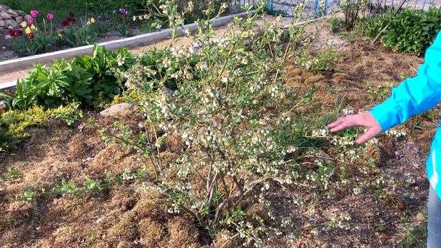 лохина. результат експерименту щодо морозостійкості.