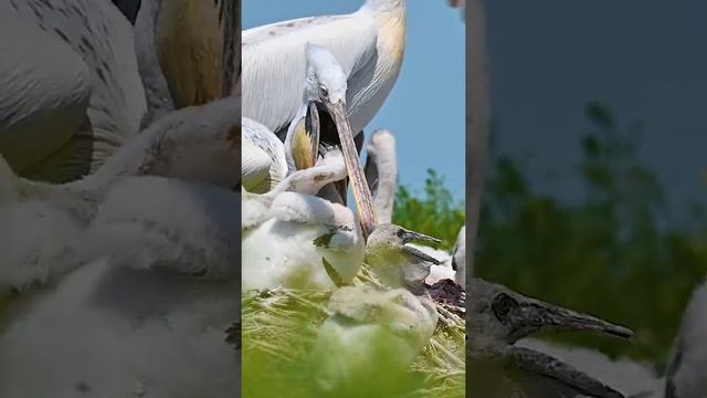 Кудрявый пеликан. Птицы России / Dalmatian pelicans. Birds of Russia