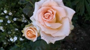 Роза Лариса, хоум энд гарден, братья гримм, байландо, римоза. Rose