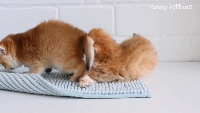 Самые милые котята в мире | Золотые британские котята Марта и Мила | 5 недель