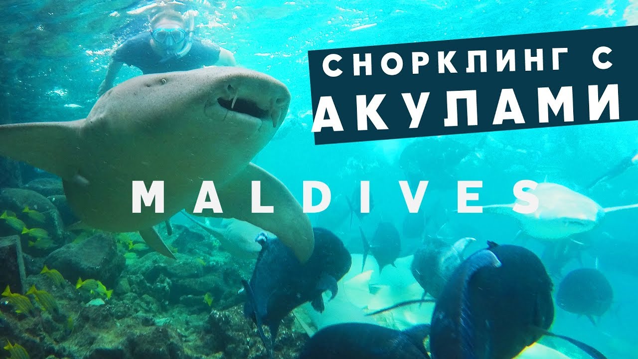 #2 МАЛЬДИВЫ СНОРКЛИНГ С АКУЛАМИ ОБЗОР НОМЕРА VELANA BEACH MALDIVES МААФУШИ  MAAFUSHI SHARK