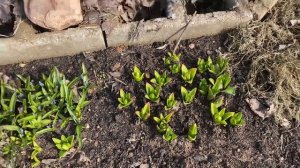 04.04.23. Пересаживаем десятилетний каштан. Пытаемся!)) Часть 1.