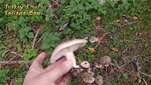 VLOG/Выходной у мужа/Что муж купил/В лес по грибы/Где отдыхает мэрия города/Домашнее видео