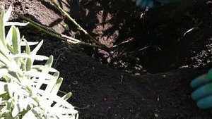 Как сажать розы осенью