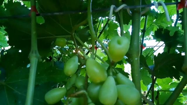 ЭТЮД! КРАСАВЕЦ! ТЕЛ.+79054033245, WhatsApp и Viber +79528500417. смотреть онлайн