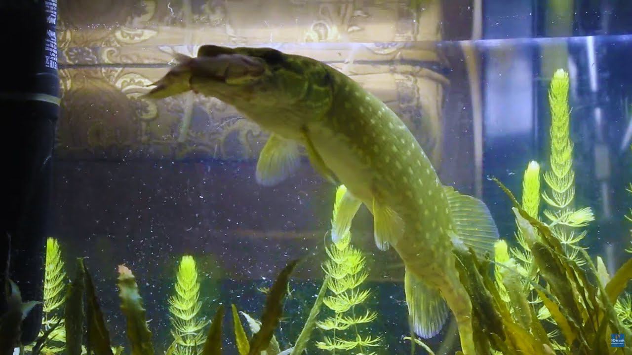 Щука в аквариуме. Кормление щуки рыбками смотреть онлайн