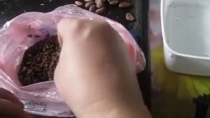 Как очистить какао-бобы? Два способа: с помощью обжарки и замачивания.