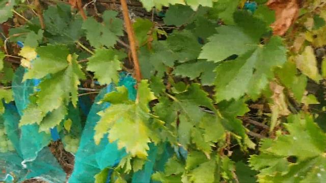 Г.ф. донская невеста и петербургская ночь! смотреть онлайн