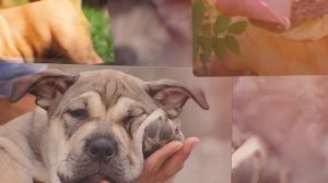 КА-ДЕ-БО. Плюсы и минусы майорского мастифа | Ca de Bou - Mallorca Mastiff - Majorcan Bulldog
