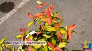 Trachelospermum asiaticum 'Summer Sunset' - Pépinières TRAVERS - Spécialiste des plantes grimpantes