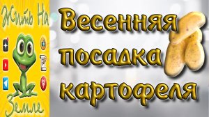 Посадка картофеля весной