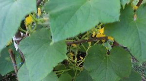 Огурцы выращенные в Азербайджане